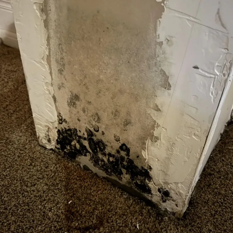 Professional Mold Removal in Greensburg, OH